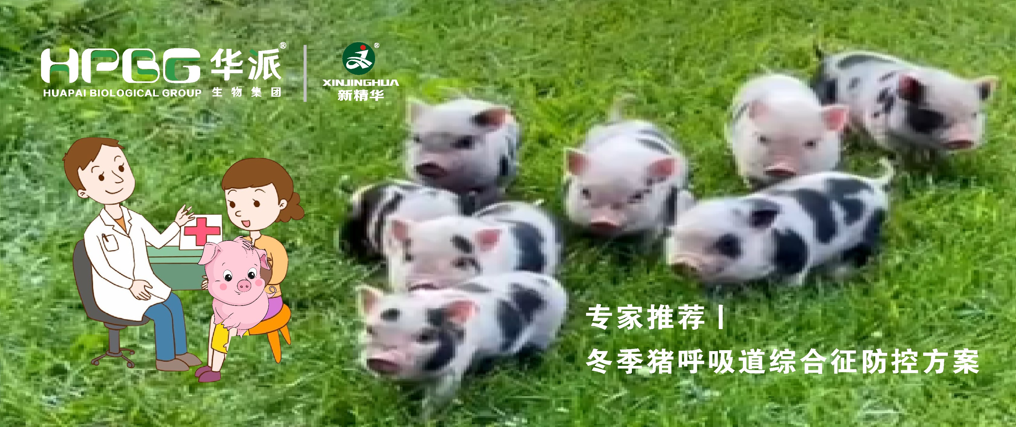 视频丨冬季猪呼吸路综合征防控规划，请收好&hellip;&hellip;