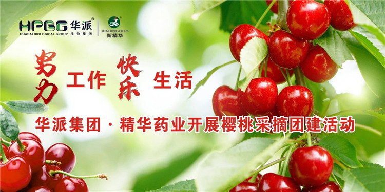 致力工作 欢乐生涯 | 华派集团&middot;豪门国际官网药业发展樱桃采摘团建活动